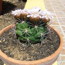 Una foto de Gymnocalycium saglionis