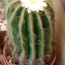 A photo of Parodia schumanniana