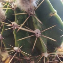 A photo of Echinopsis oxygona