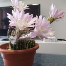 A photo of Echinopsis oxygona