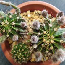 A photo of Echinopsis oxygona