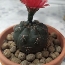 Una foto de Gymnocalycium baldianum
