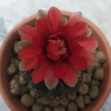 Una foto de Gymnocalycium baldianum