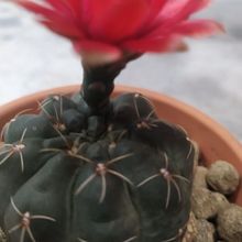 Una foto de Gymnocalycium baldianum