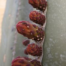 Una foto de Pachycereus marginatus