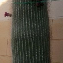 Una foto de Neobuxbaumia polylopha