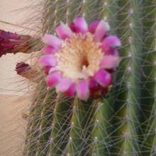 Una foto de Neobuxbaumia polylopha