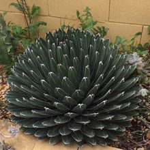 A photo of Agave victoriae-reginae