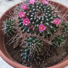 A photo of Mammillaria magnimamma
