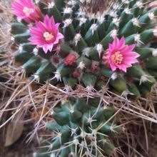 A photo of Mammillaria magnimamma