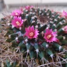 A photo of Mammillaria magnimamma