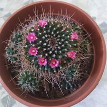 A photo of Mammillaria magnimamma