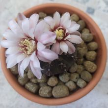 A photo of Gymnocalycium quehlianum