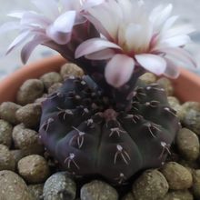 A photo of Gymnocalycium quehlianum