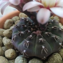 A photo of Gymnocalycium quehlianum