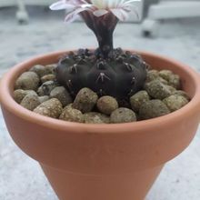 A photo of Gymnocalycium quehlianum