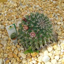 Una foto de Mammillaria compressa ssp. compressa