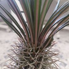 Una foto de Pachypodium geayi