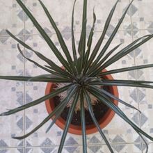 Una foto de Pachypodium geayi