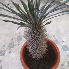 Una foto de Pachypodium geayi