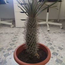 Una foto de Pachypodium geayi