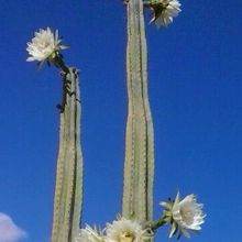 Una foto de Echinopsis pachanoi