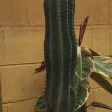 Una foto de Cephalocereus euphorbioides