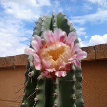 Una foto de Cephalocereus euphorbioides