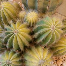 A photo of Parodia magnifica