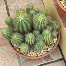 A photo of Parodia magnifica
