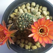 Una foto de Echinopsis arachnacantha