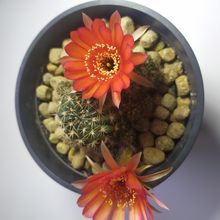 Una foto de Echinopsis arachnacantha