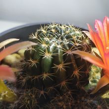Una foto de Echinopsis arachnacantha