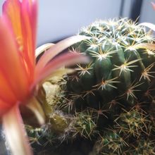 Una foto de Echinopsis arachnacantha
