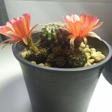 Una foto de Echinopsis arachnacantha