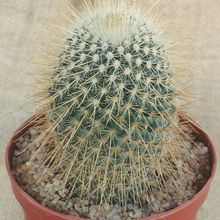 A photo of Mammillaria magnifica