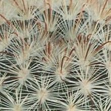Una foto de Mammillaria jaliscana