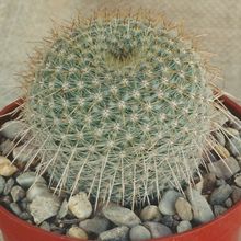 Una foto de Mammillaria muehlenpfordtii