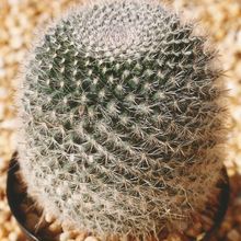 A photo of Mammillaria hahniana