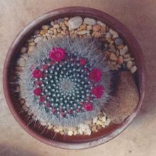 A photo of Mammillaria hahniana