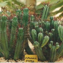 A photo of Euphorbia enopla