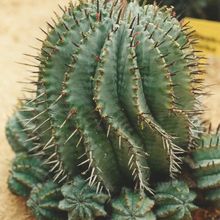 Una foto de Euphorbia horrida