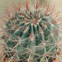 A photo of Ferocactus pilosus