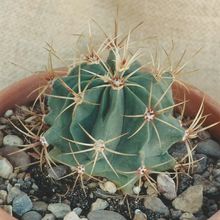 A photo of Ferocactus histrix