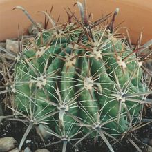 A photo of Ferocactus peninsulae