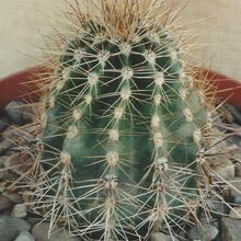 Foto de un cactus que se está identificando actualmente