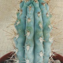 A photo of Browningia hertlingiana