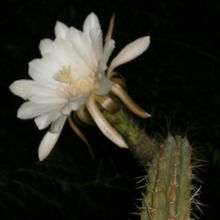 Foto de un cactus que se está identificando actualmente