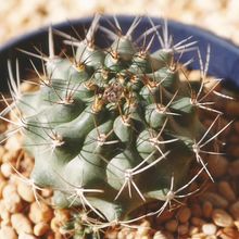 Photo of a cactus currently being identified