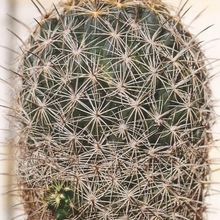 Una foto de Coryphantha cornifera